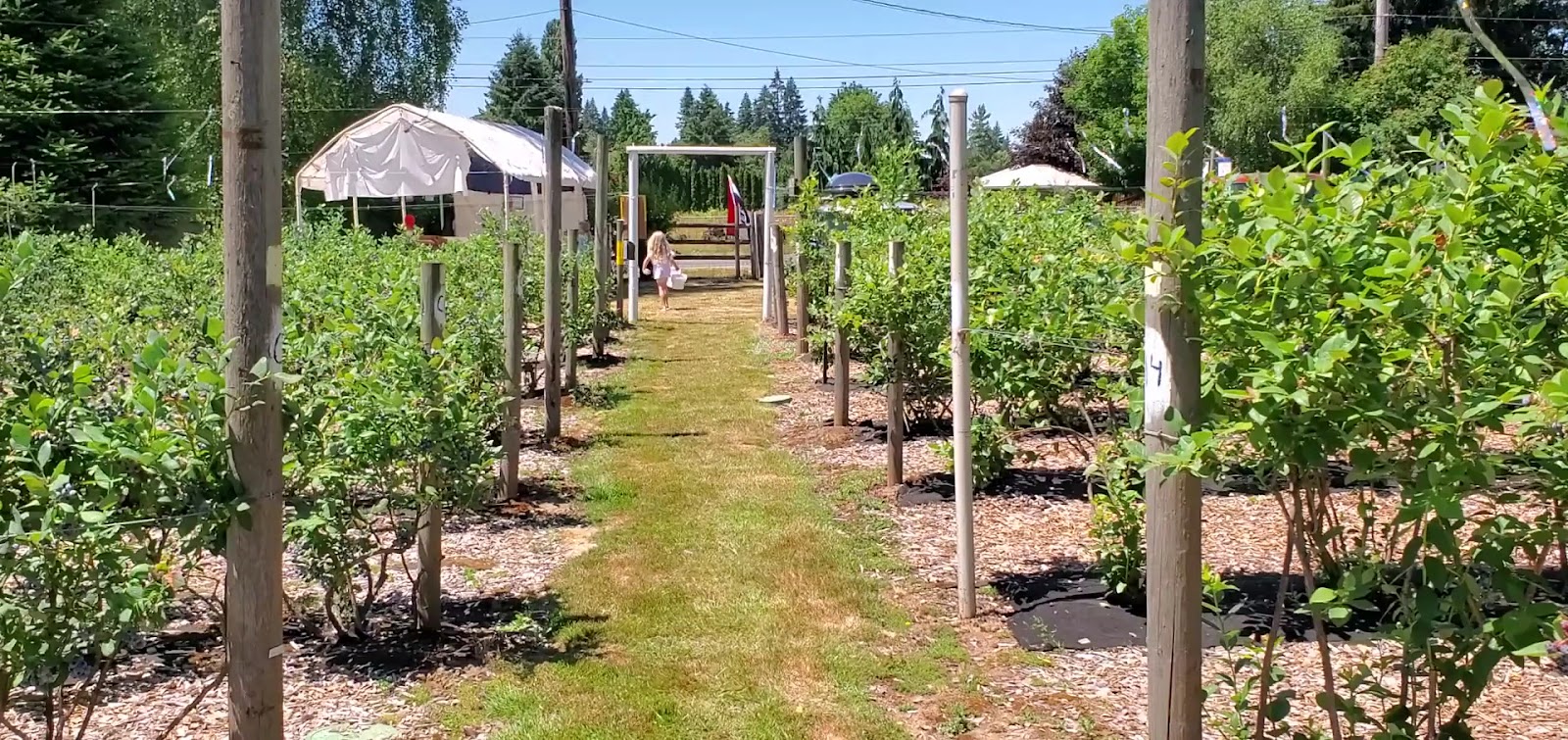 Morrow's BlueBerry Patch photo 4