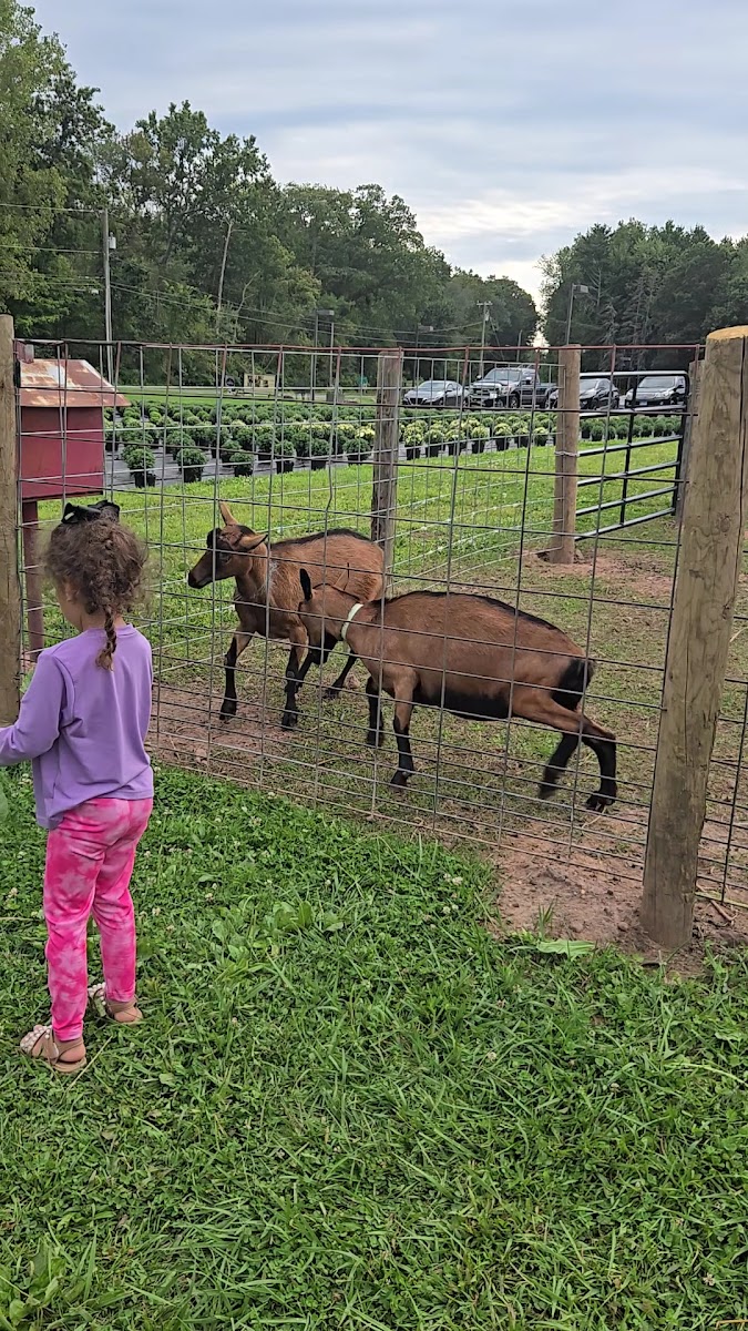 Burke Ridge Farms photo 3