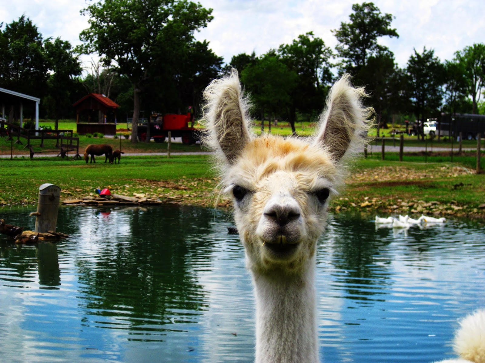 Lucky Ladd Farms - Farm Park & Zoo photo 5