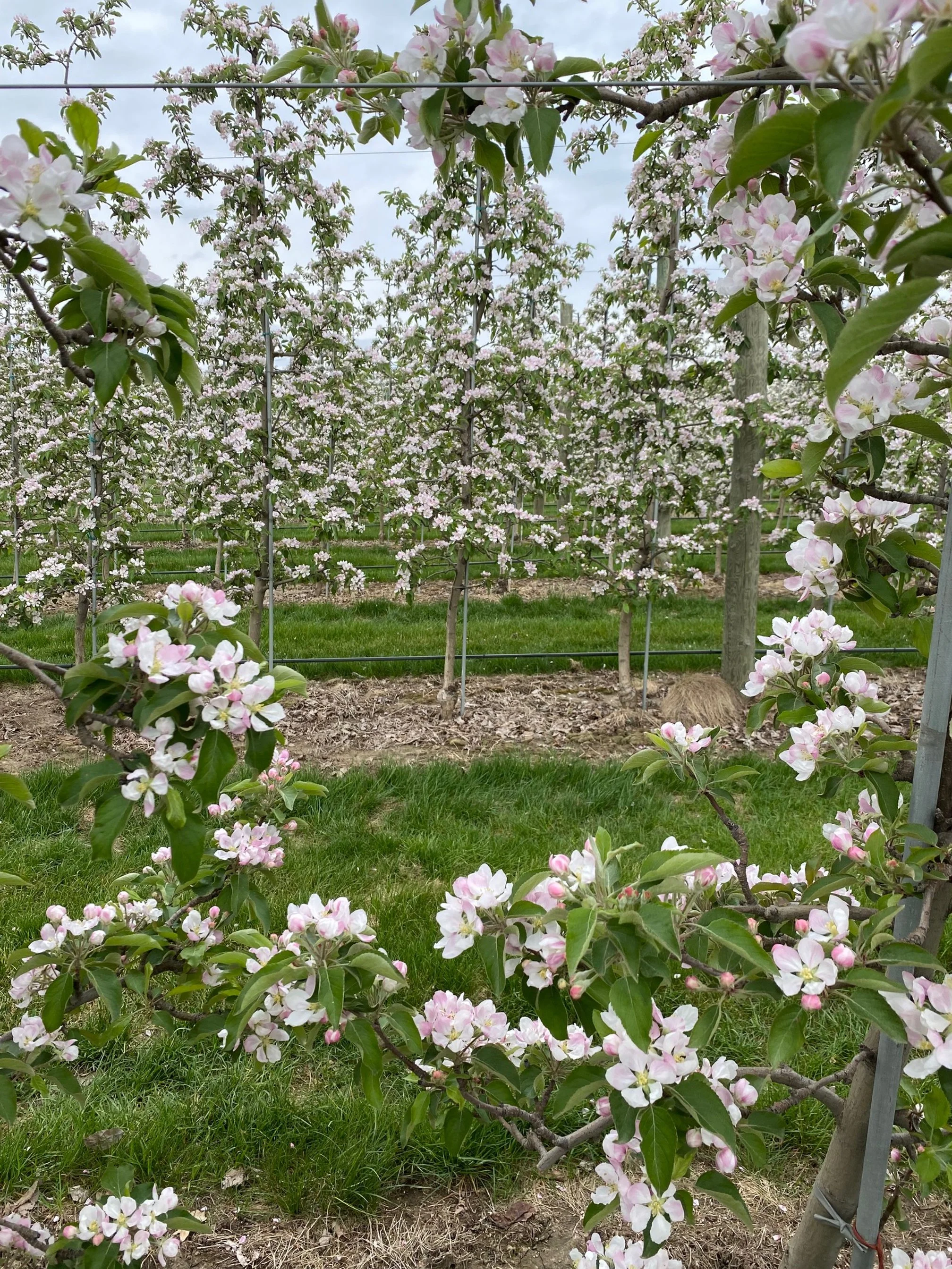 Wells Orchards photo 18