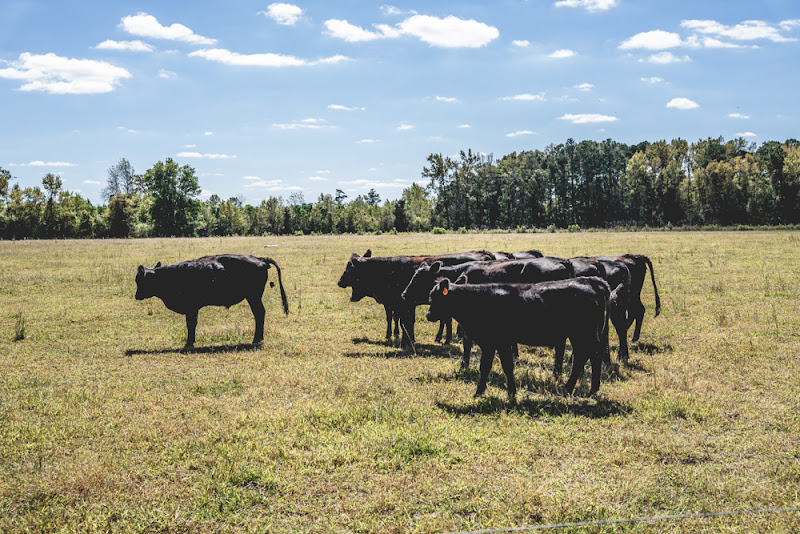 Oak Cattle Farms photo 3
