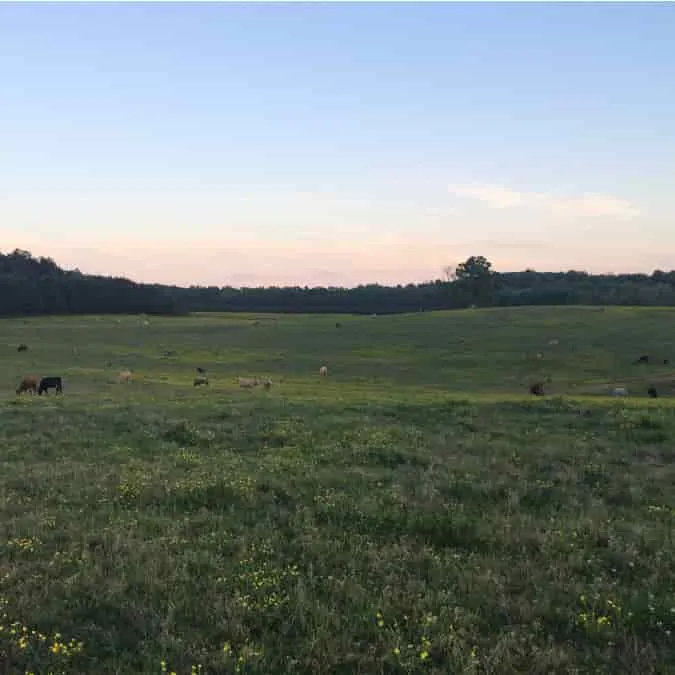 The Veggie Patch at Bouchard Farms