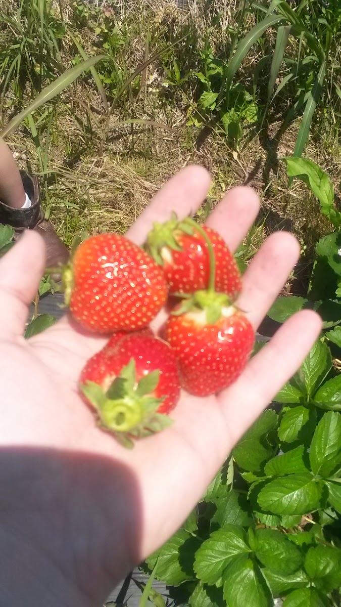 Marcum Farms