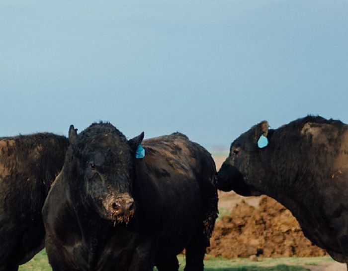 Preservation Meat Collective