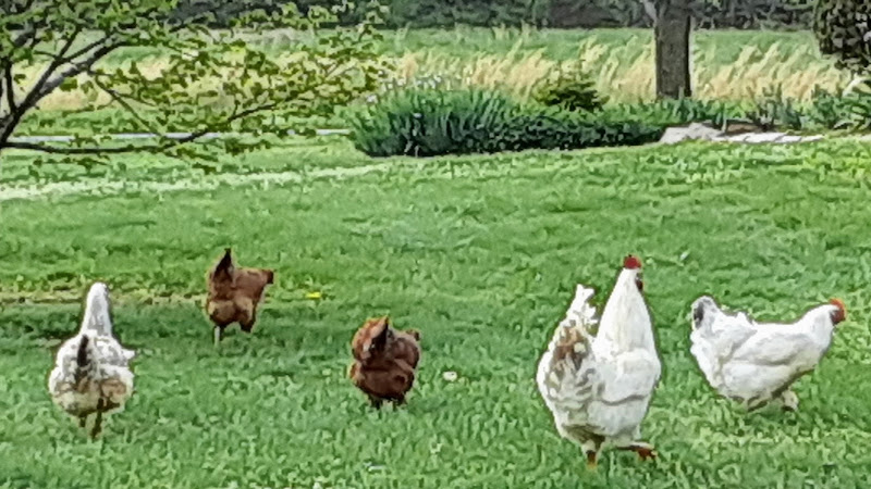 Grimes Family Farm photo 2
