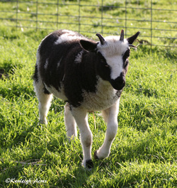 Kenleigh Acres photo 12