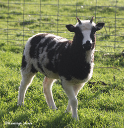 Kenleigh Acres photo 13