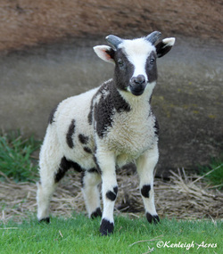 Kenleigh Acres photo 14