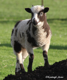 Kenleigh Acres photo 15