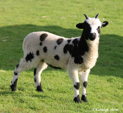 Kenleigh Acres photo 17