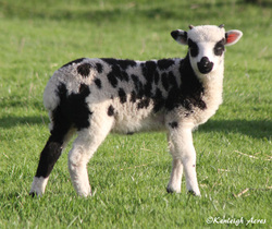 Kenleigh Acres photo 18