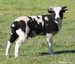 Kenleigh Acres photo 3