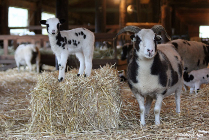 Kenleigh Acres photo 22