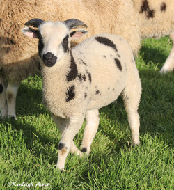 Kenleigh Acres photo 25