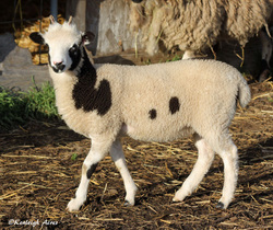 Kenleigh Acres photo 26