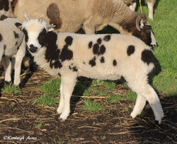 Kenleigh Acres photo 27