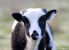 Kenleigh Acres photo 4