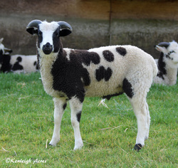 Kenleigh Acres photo 5