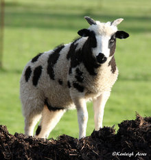 Kenleigh Acres photo 6