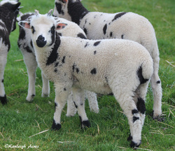 Kenleigh Acres photo 7