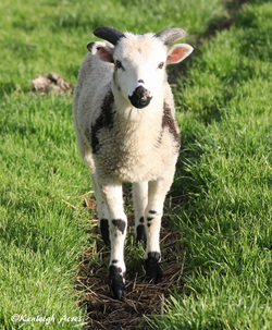 Kenleigh Acres photo 8