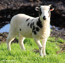 Kenleigh Acres photo 9