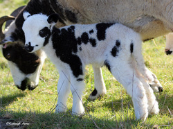 Kenleigh Acres photo 10