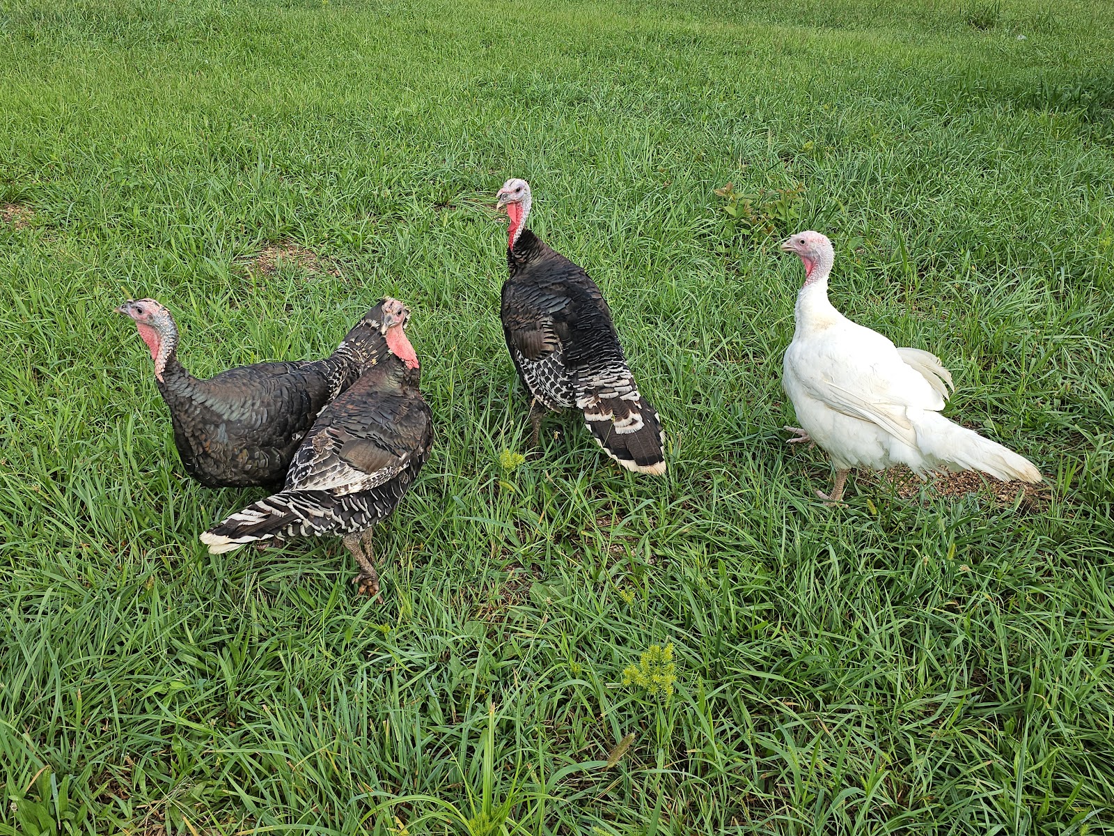 Good Fortune Farm photo 2