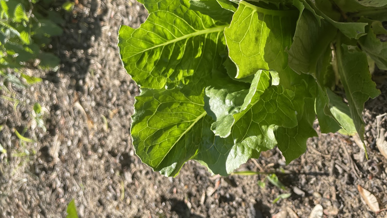 Good Fortune Farm photo 3