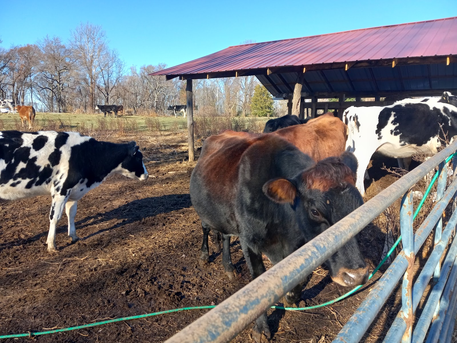 Good Fortune Farm photo 4