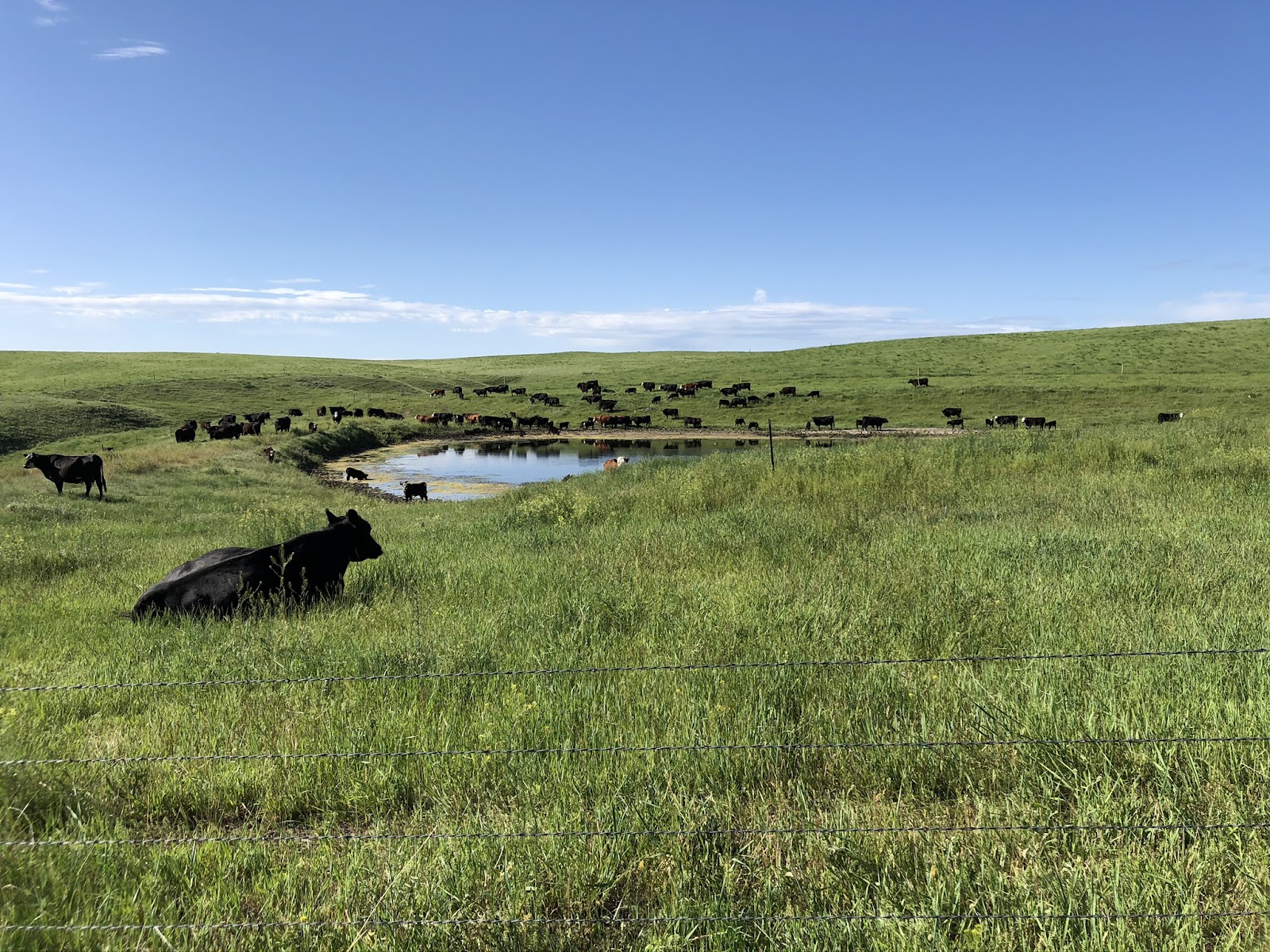 Moon River Ranch CSA