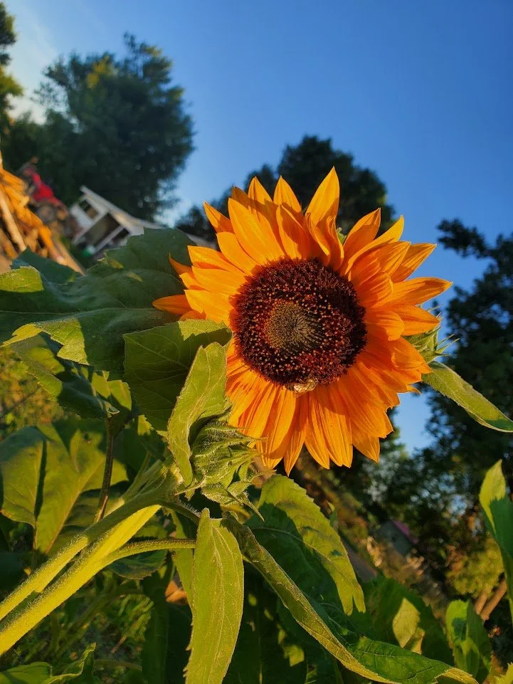 Owl Creek Organics & Natural Products