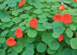 Black Sheep Family Farm