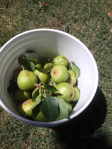 Virginia Highland Farmers Market photo 4