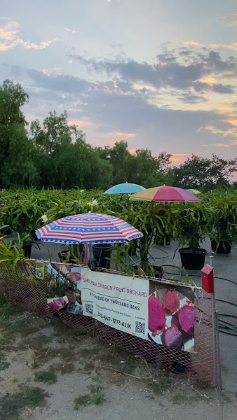 Shulman Dragon Fruit Orchard