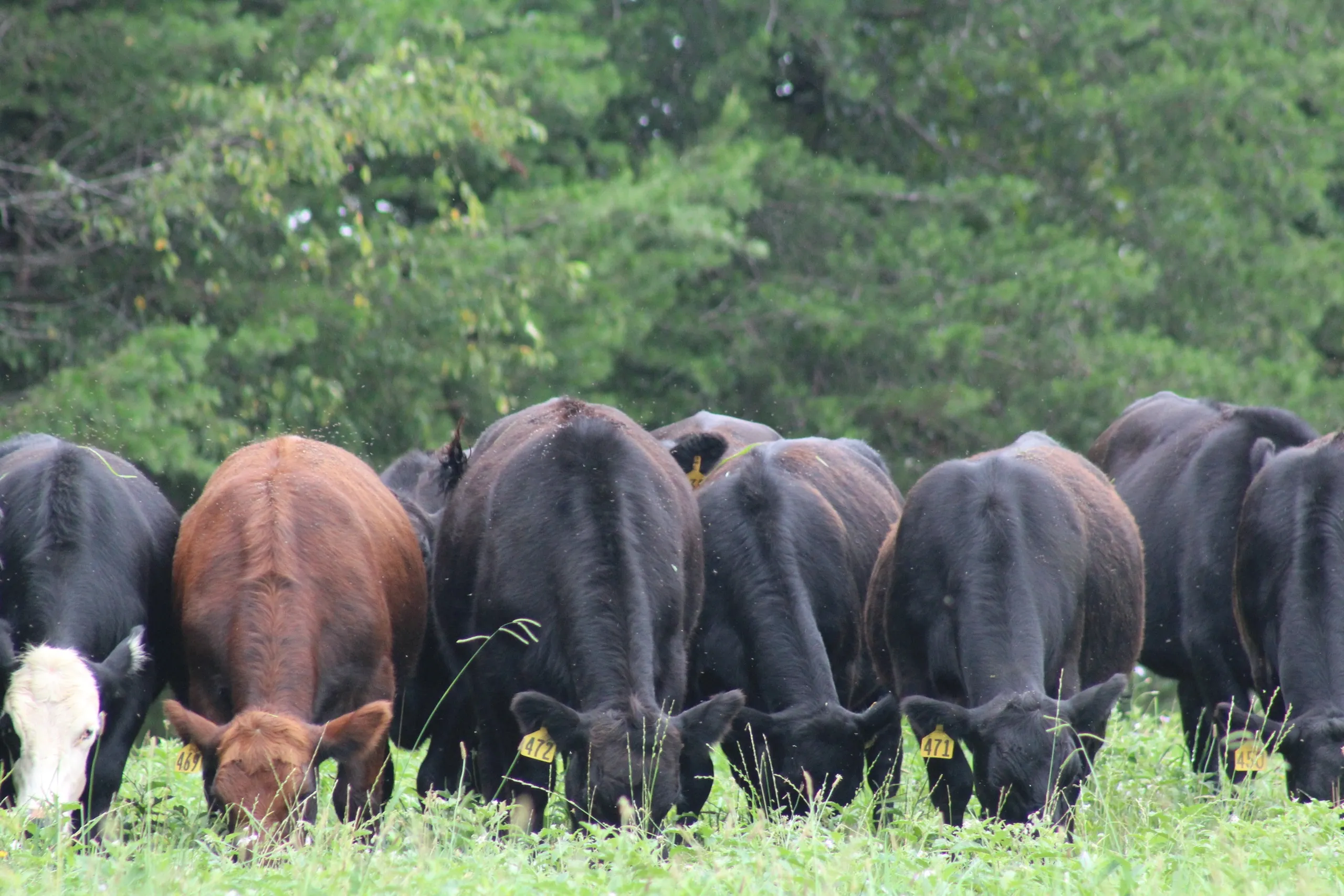 Proffitt Family Cattle Company photo 2