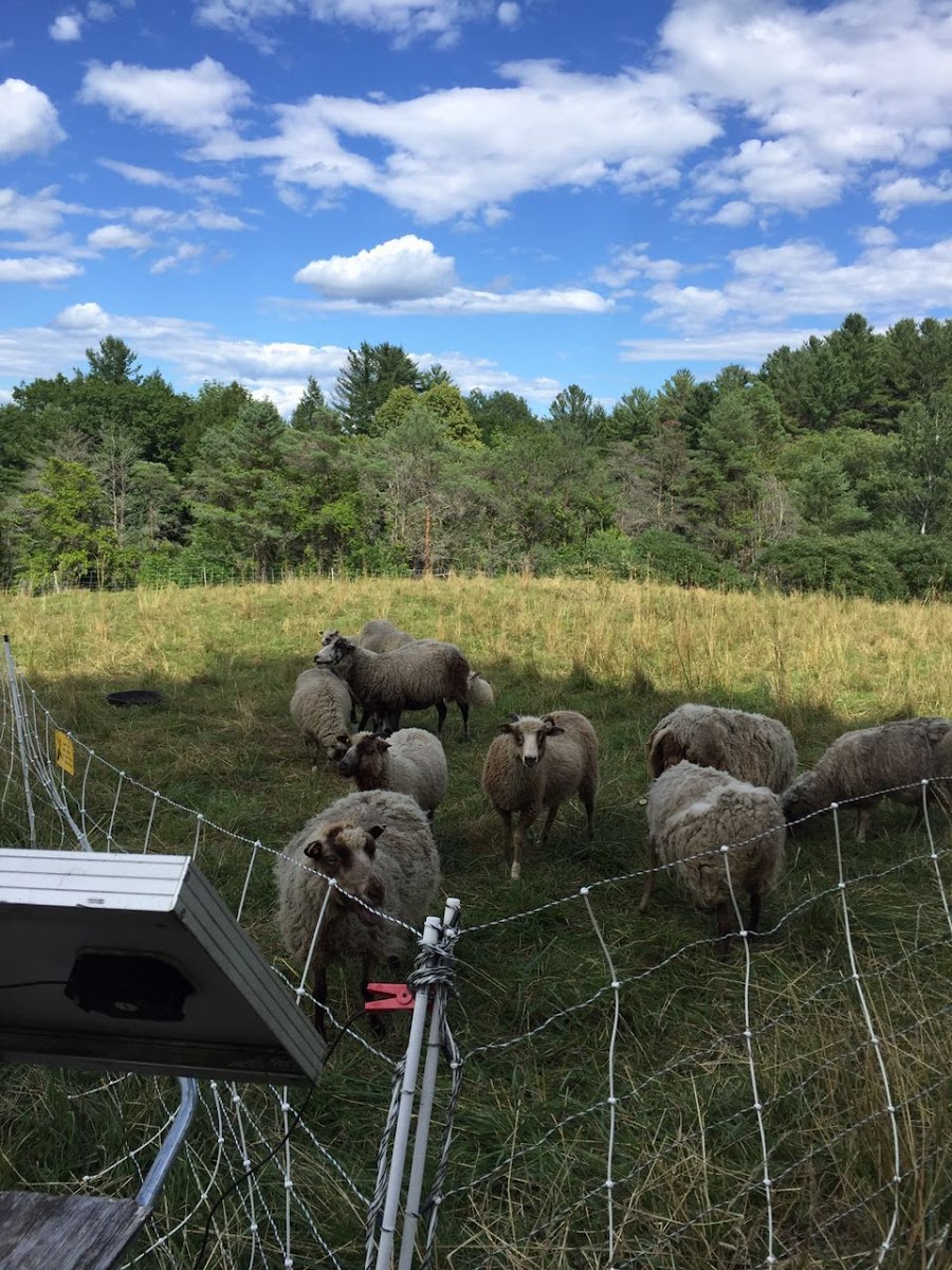 Contented Butterfly Farm