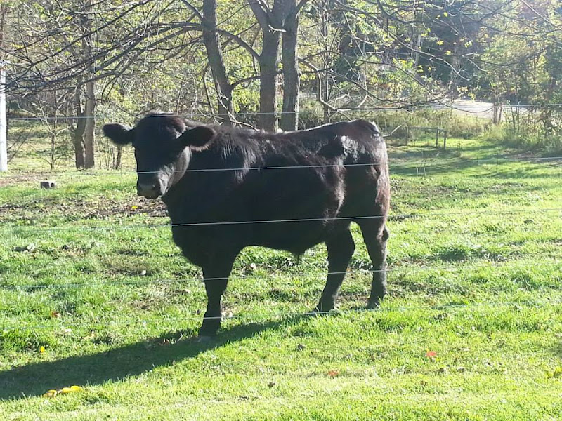 Finn's Steak & Eggs Ranch