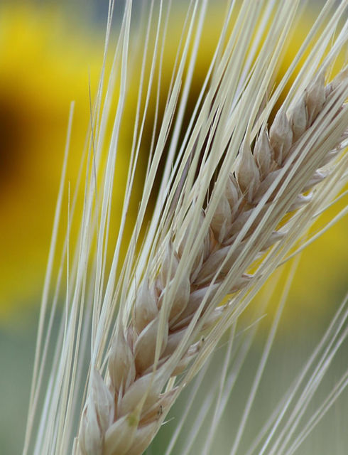 Fresh Aire Farms photo 7