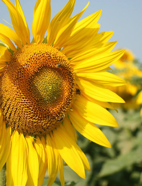 Fresh Aire Farms photo 8
