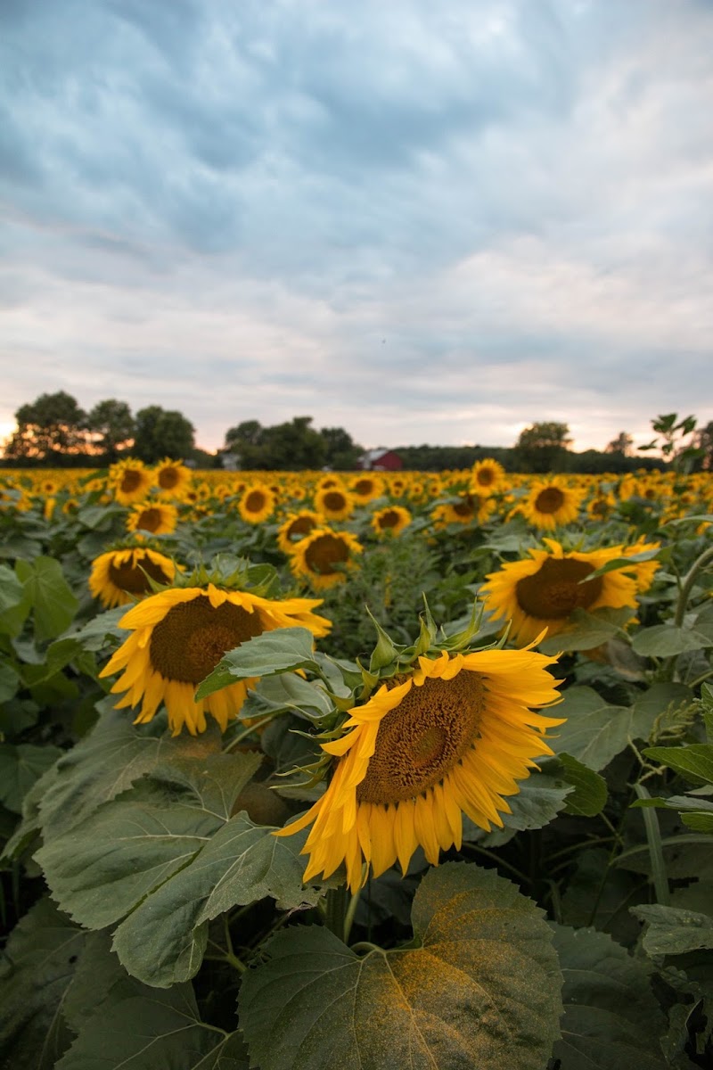 Fresh Aire Farms