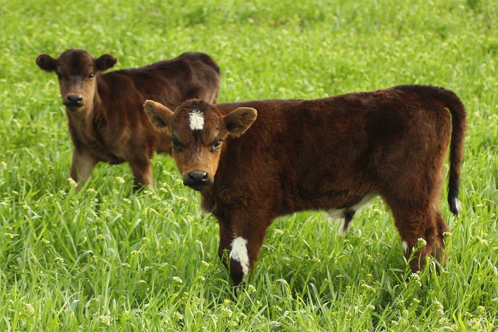 Fresh Aire Farms photo 2