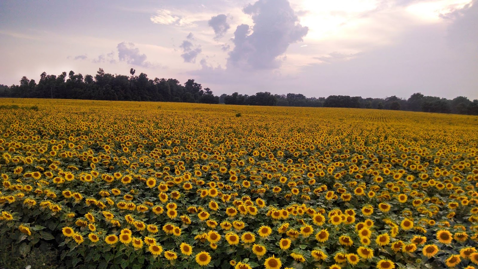 Fresh Aire Farms photo 3