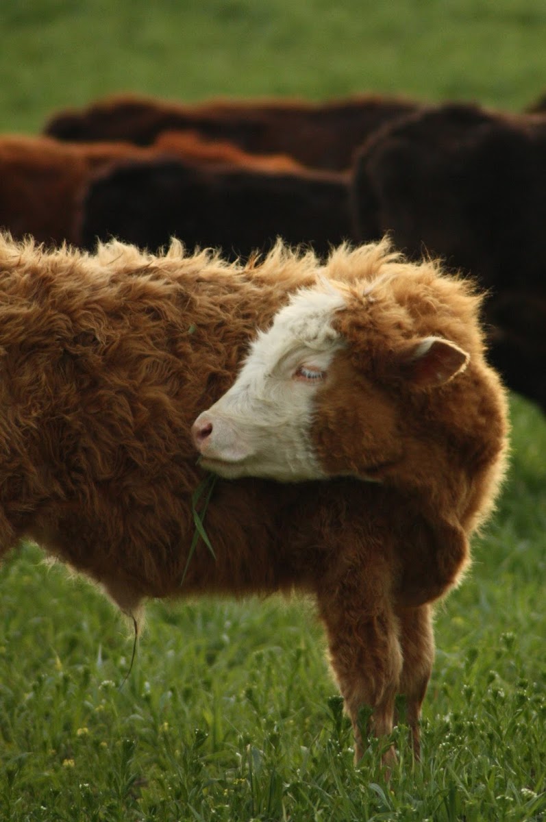 Fresh Aire Farms photo 4