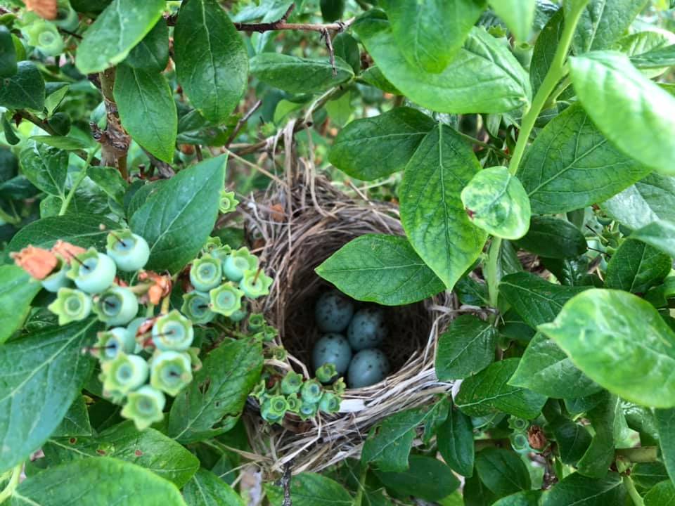 Blue Jay Orchard