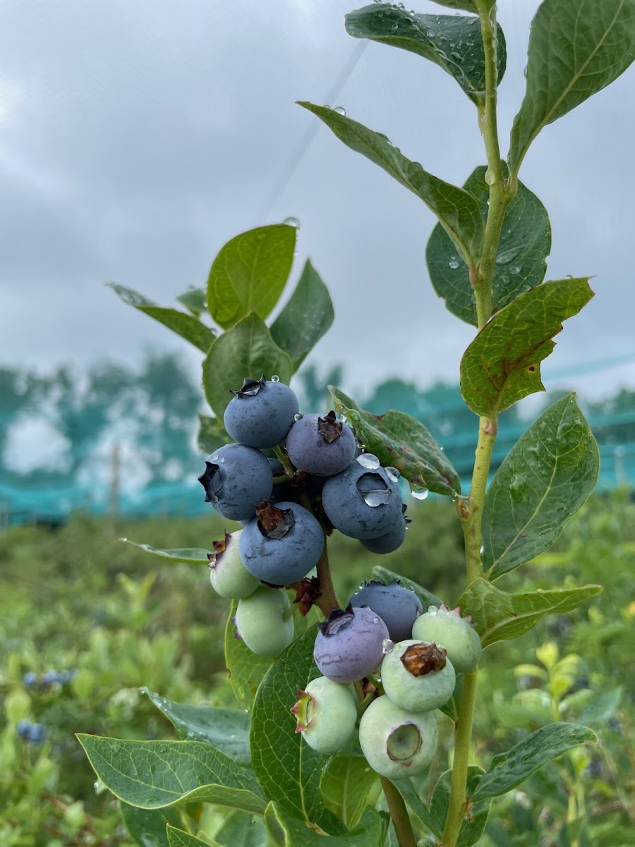 Blue Jay Orchard photo 3