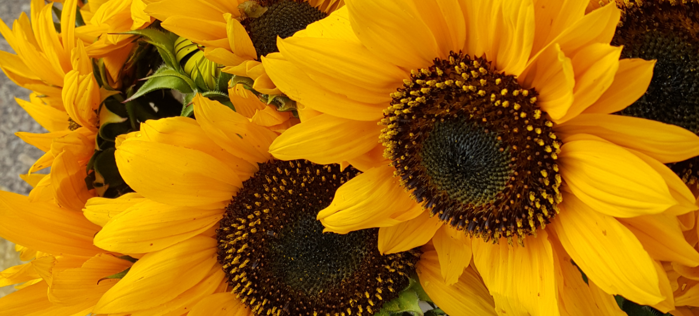 Northside Farmers Market - Madison