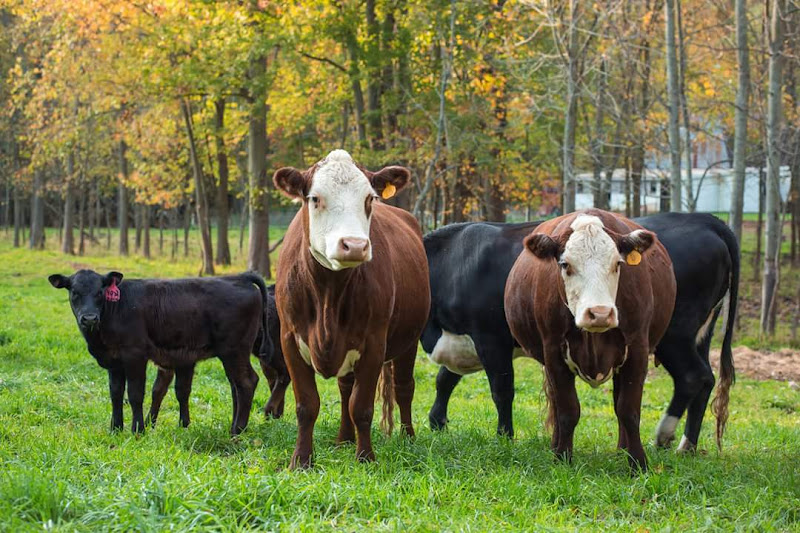 Michigan Grass Fed Beef photo 3