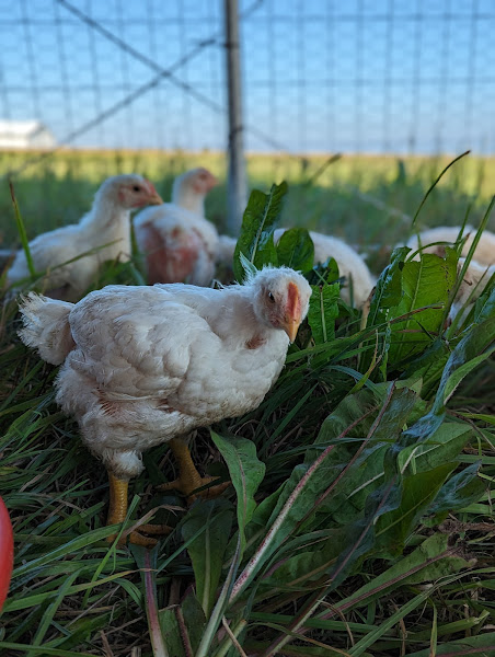 Songbird Hill Farm, LLC