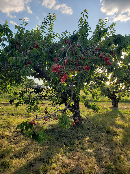 Smith's Hilltop Orchard photo 4
